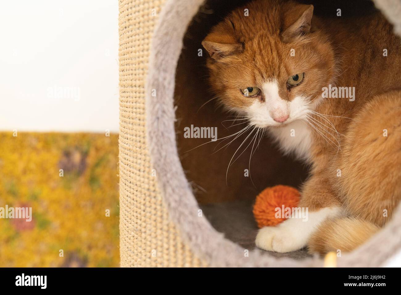 A White and ginger cat sitting and hiding in a safe spot in a