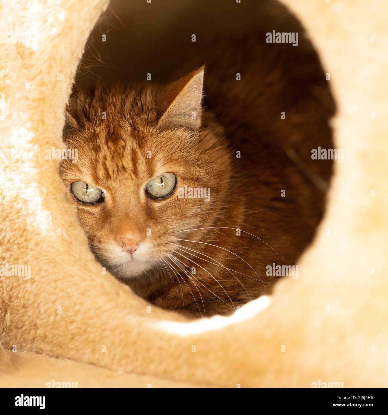 A White and ginger cat sitting and hiding in a safe spot in a