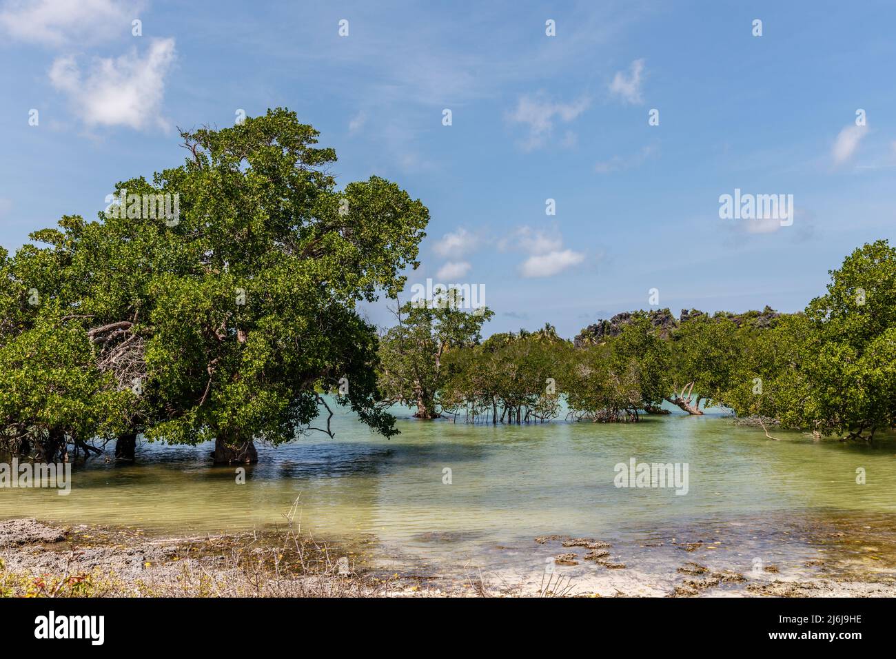 Mangrove forest in Rote Island, East Nusa Tenggara province, Indonesia Stock Photo