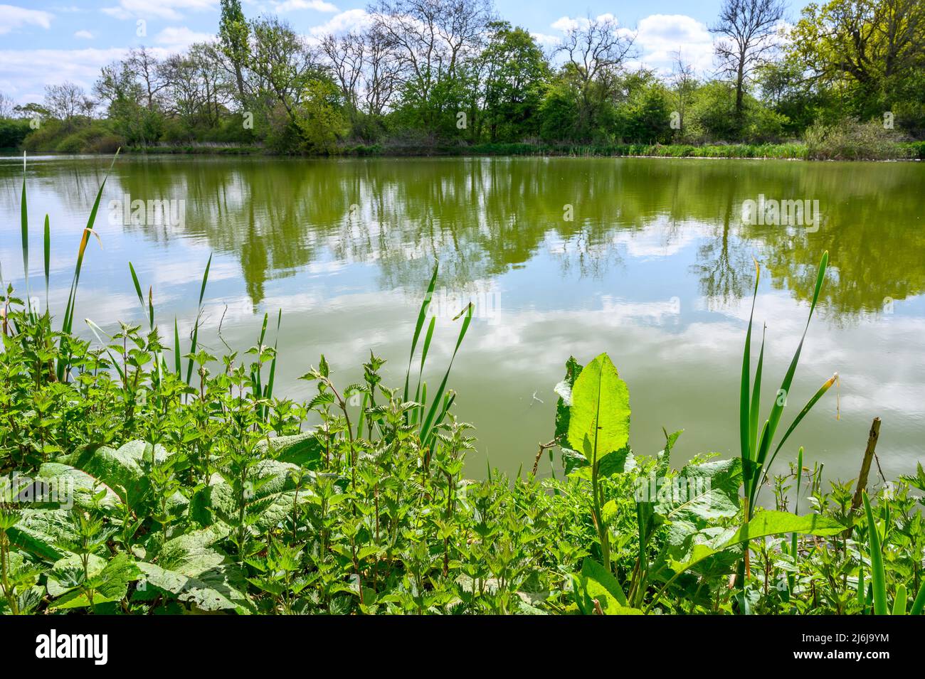 Spring vegetation by a dam with still and reflective fresh water, a part of river Arun near Billingshurst in West Sussex, England. Stock Photo