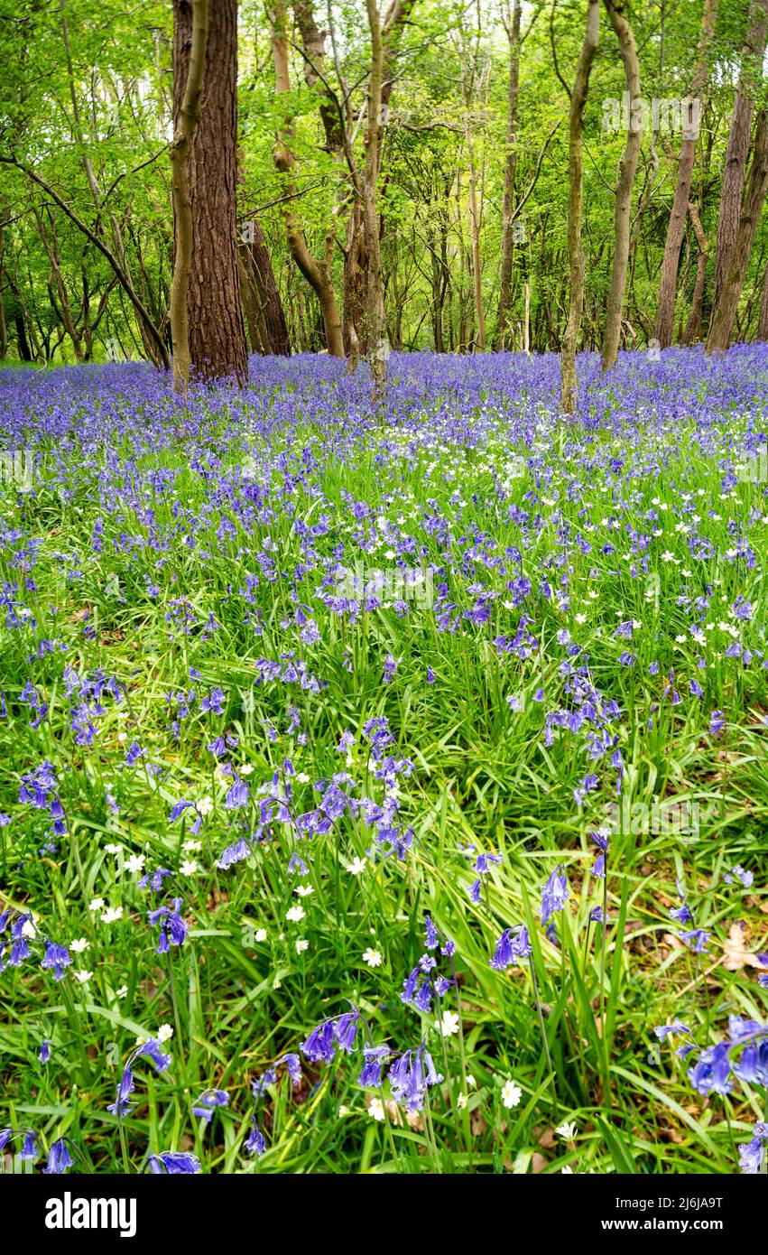 English woodland in spring carpeted with indigenous bluebells ( Hyacinthoides non-scripta) and wood anemones (Anemone nemorosa) Stock Photo