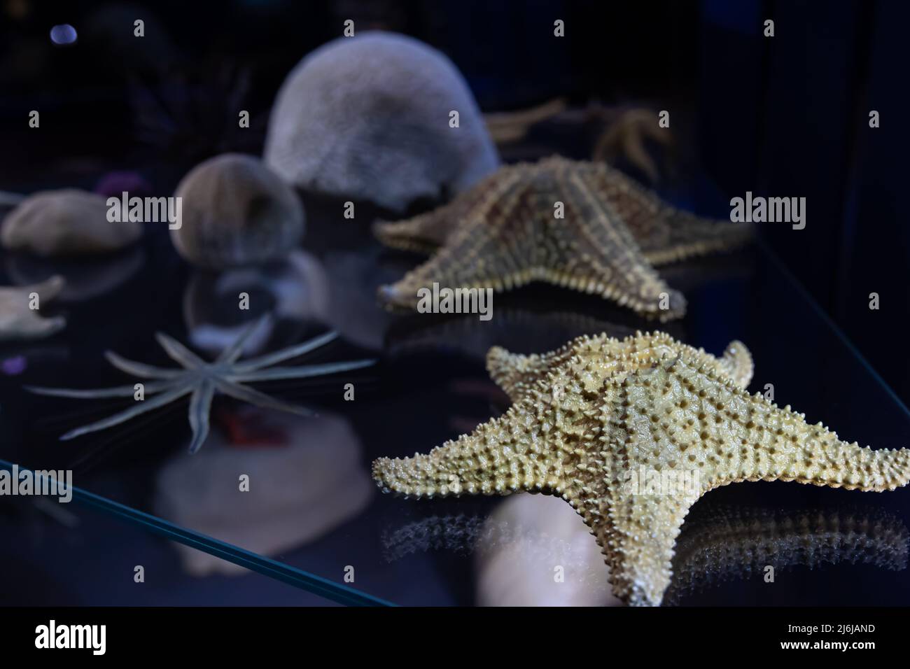 Close-up, starfish on a dark background in the aquarium. Stock Photo