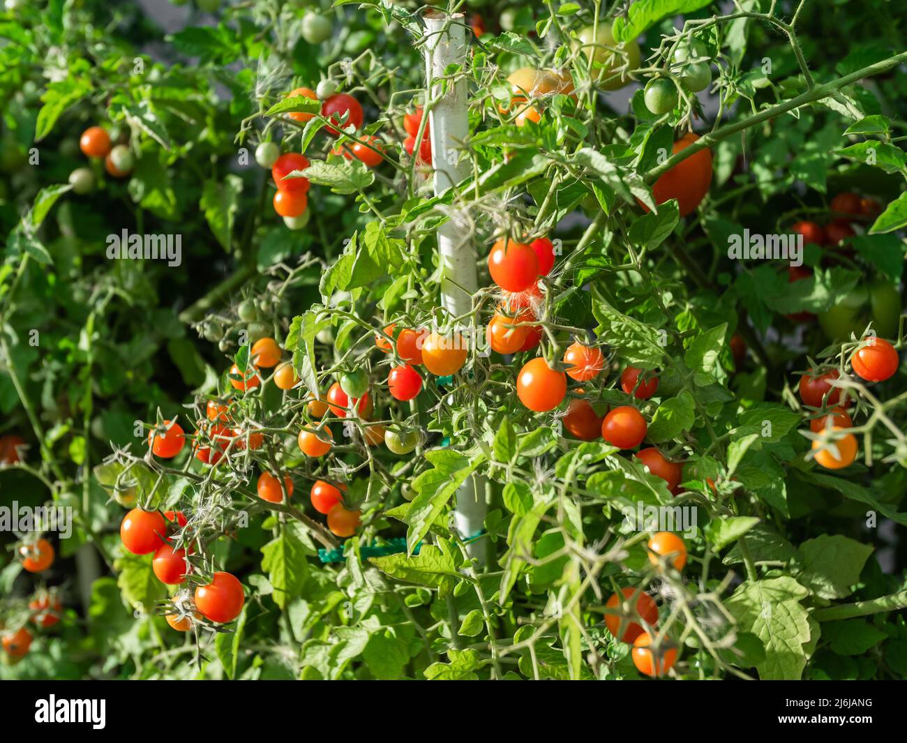 Close up of cherry tomatoes growing in a vegetable garden Stock Photo ...