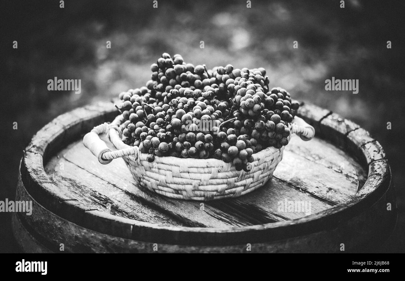 Grapes on the basket on the wooden table. Vintage photo. Stock Photo