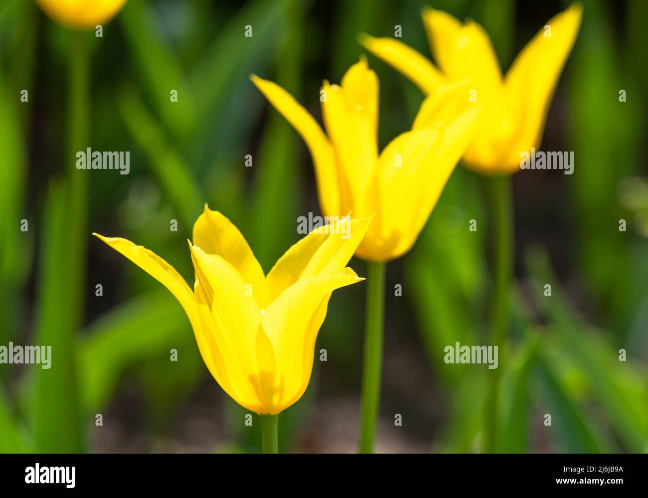 Yellow Tulip 'Flashback' Stock Photo Alamy