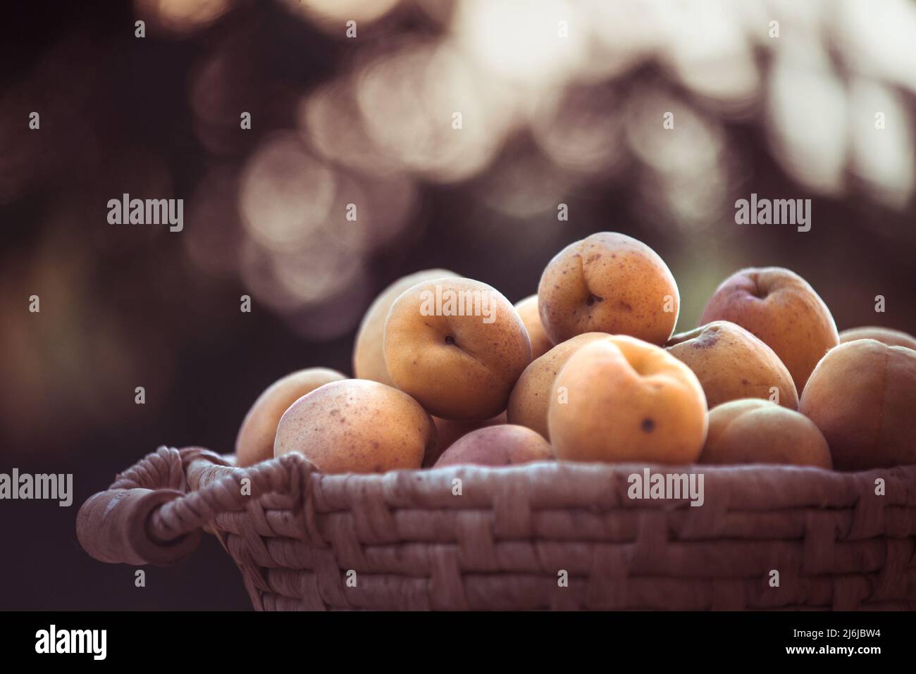 Ripe apricots on bokeh background. Apricots on the basket with natural bokeh sunset background. Various fresh summer fruits. Ripe and tasty apricots. Stock Photo