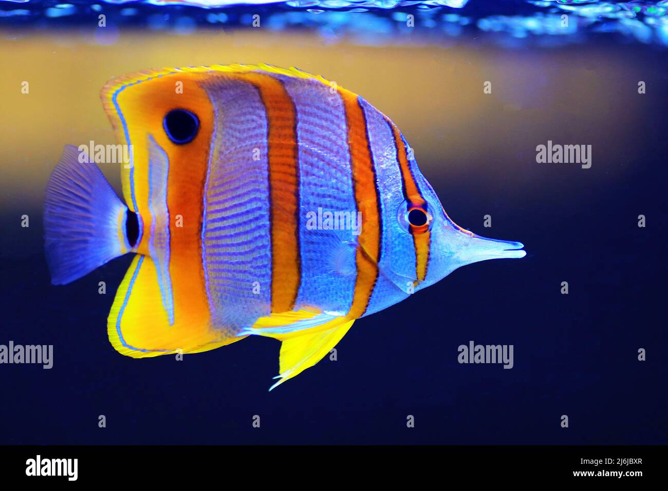 Copperband butterfly fish - Chelmon Rostratus Stock Photo