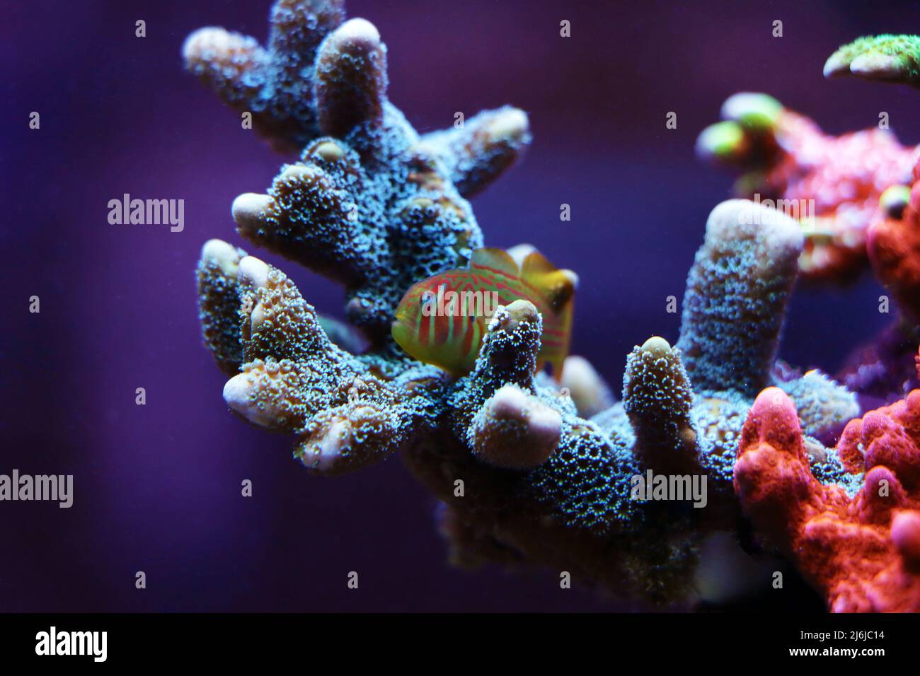 Green Clown Coral Goby - Gobiodon histrio Stock Photo