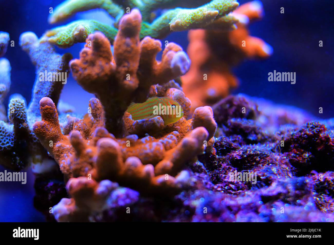 Green Clown Coral Goby - Gobiodon histrio Stock Photo