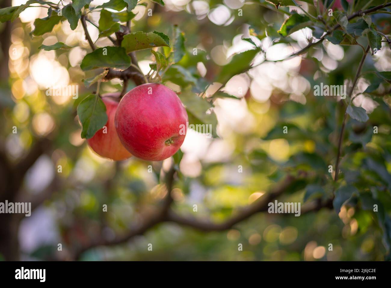https://c8.alamy.com/comp/2J6JC2E/apple-orchard-with-red-ripe-apples-at-the-farm-organic-food-autumn-harvest-season-tasty-organic-delicious-healthy-2J6JC2E.jpg