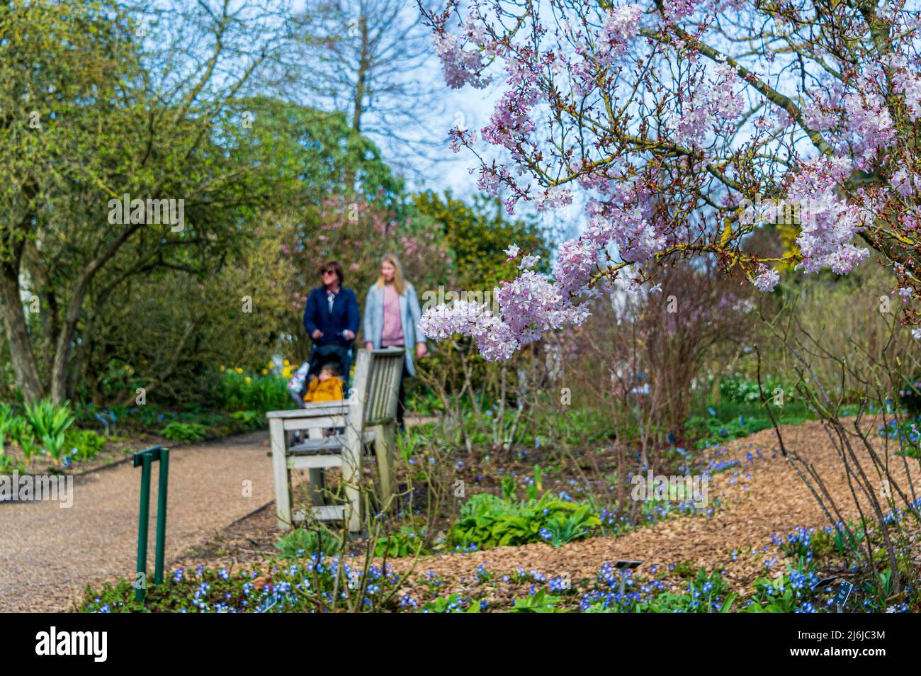 Mother, daughter and grandchild enjoying the spring blossom at Hyde Hall, near the lower pond and the shrub rose border. Stock Photo