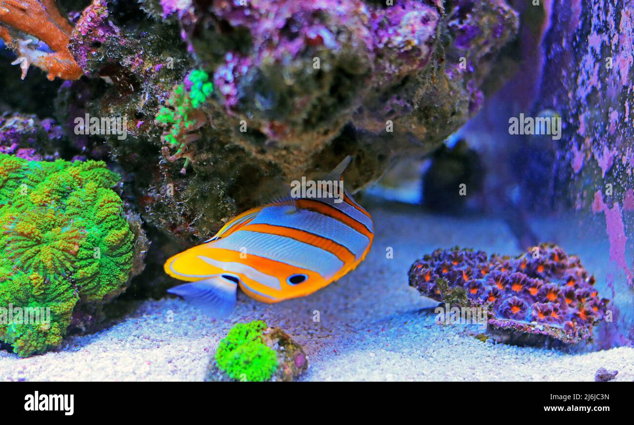 Copperband butterfly fish - Chelmon Rostratus Stock Photo