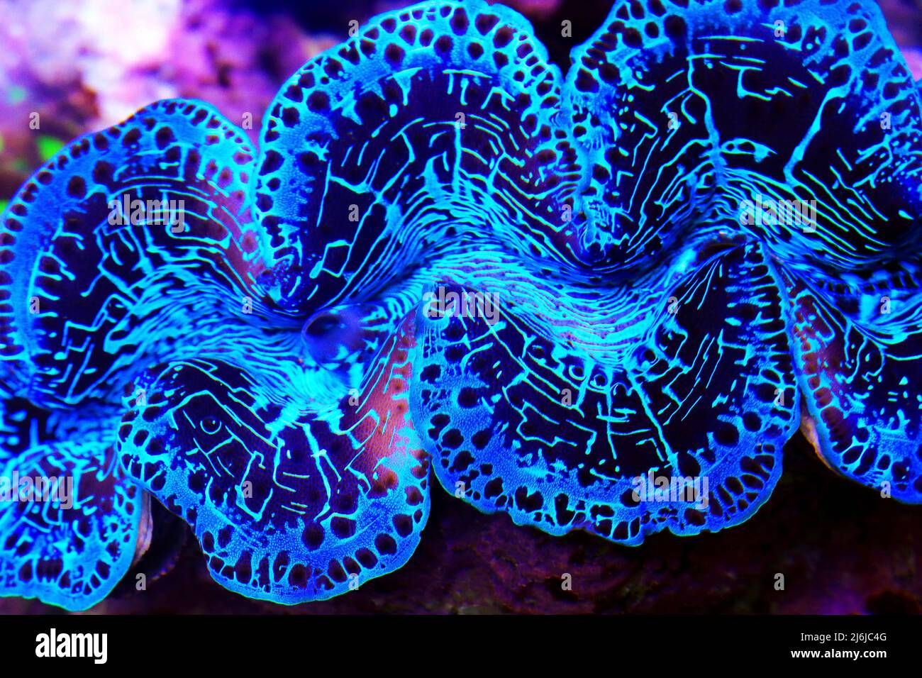 Blue specie of Tridacna Maxima clam Stock Photo - Alamy