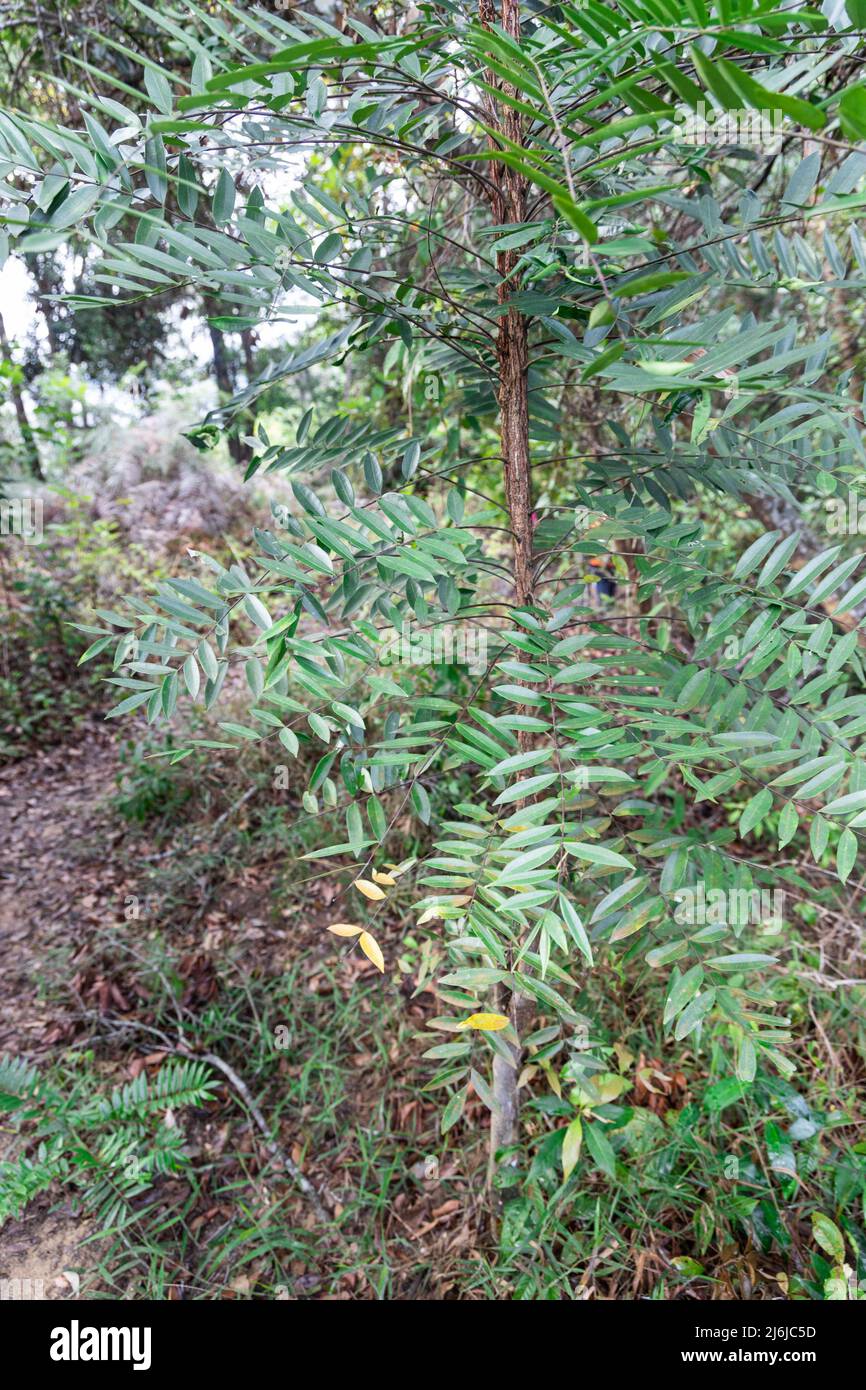 Longjack or tongkat ali, is potent traditional herbal plant grow naturally in the jungle Stock Photo