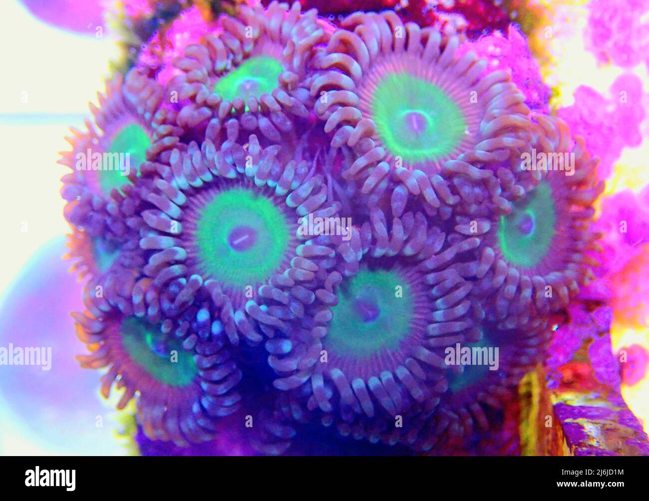 Colorful zoanthids polyps, close up photography Stock Photo Alamy