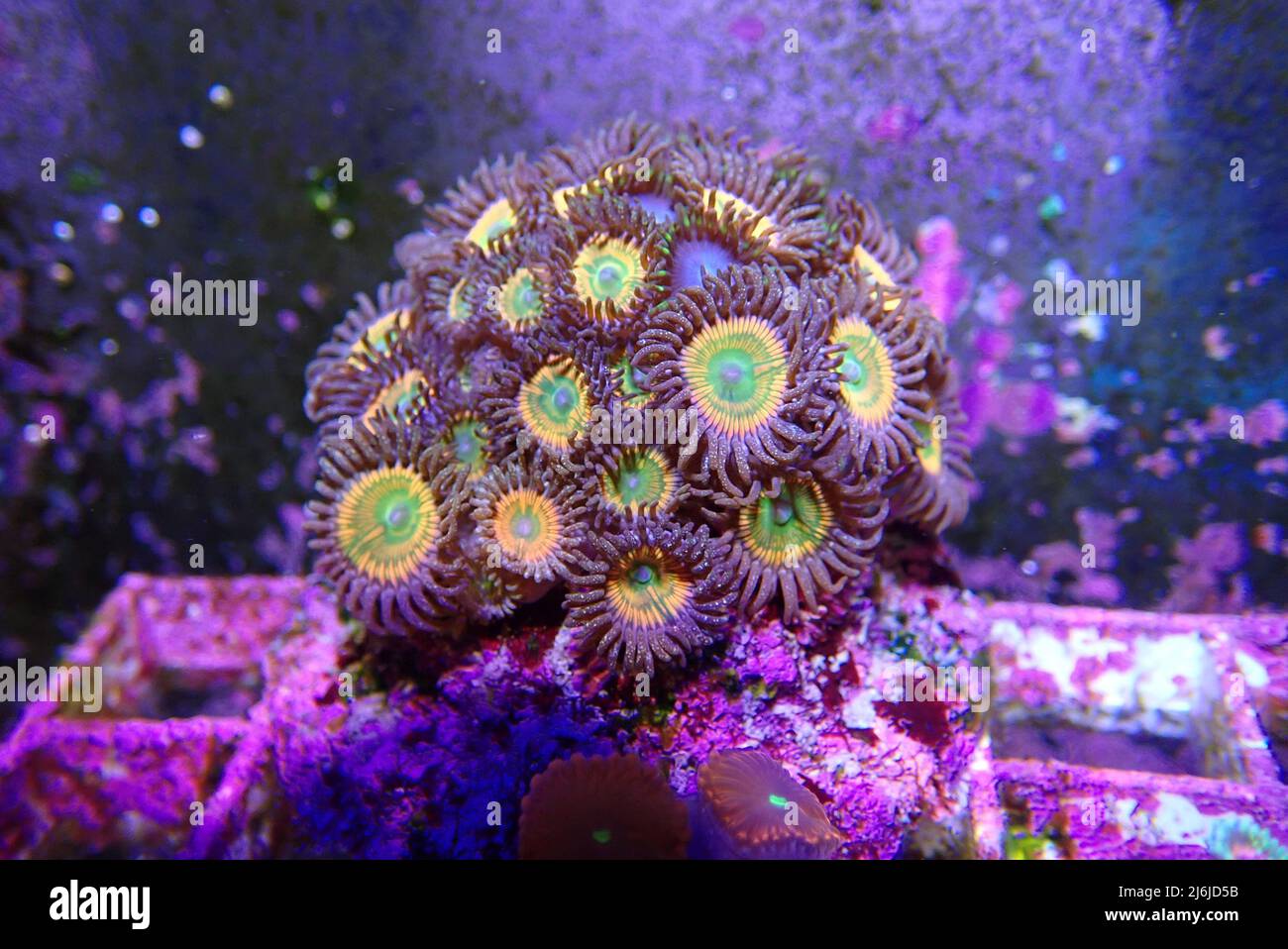 Palytoxin coral hires stock photography and images Alamy