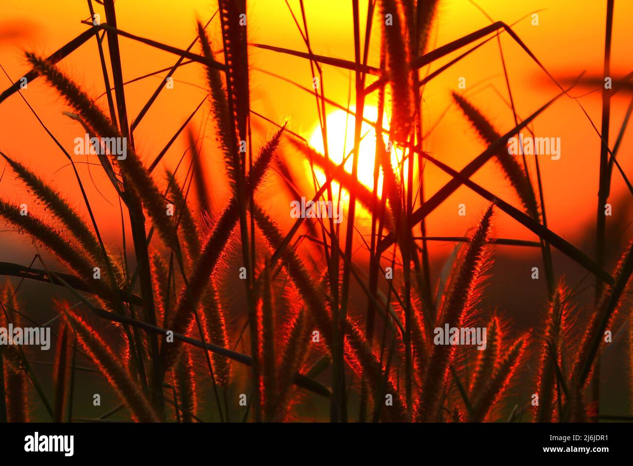 silhouette of gramineae grass with beautiful golden sunset background Stock Photo
