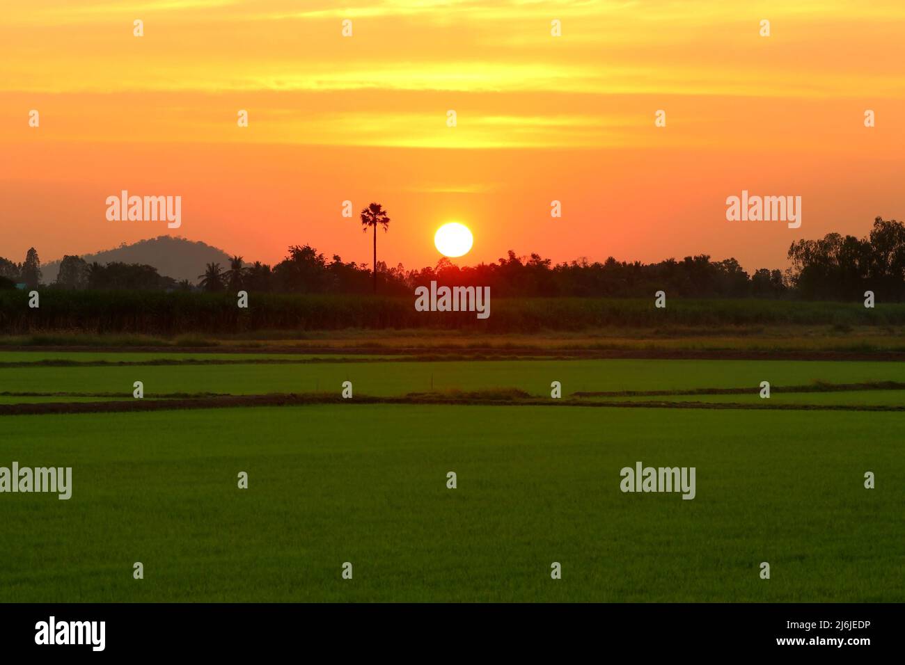 rural scene, beautiful sunset over the paddy field Stock Photo