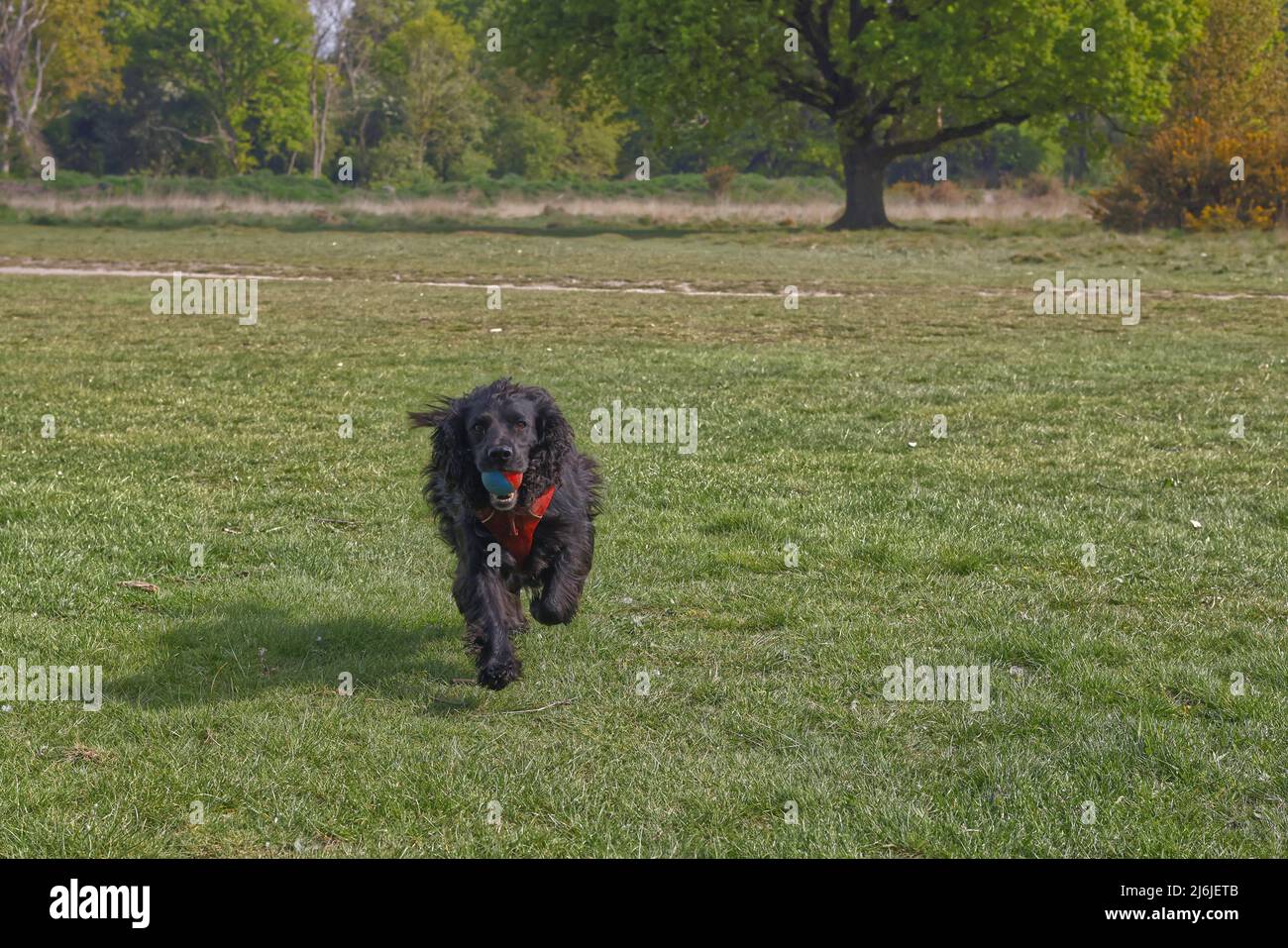 Male Working Cocker Spaniel running with his ball Stock Photo