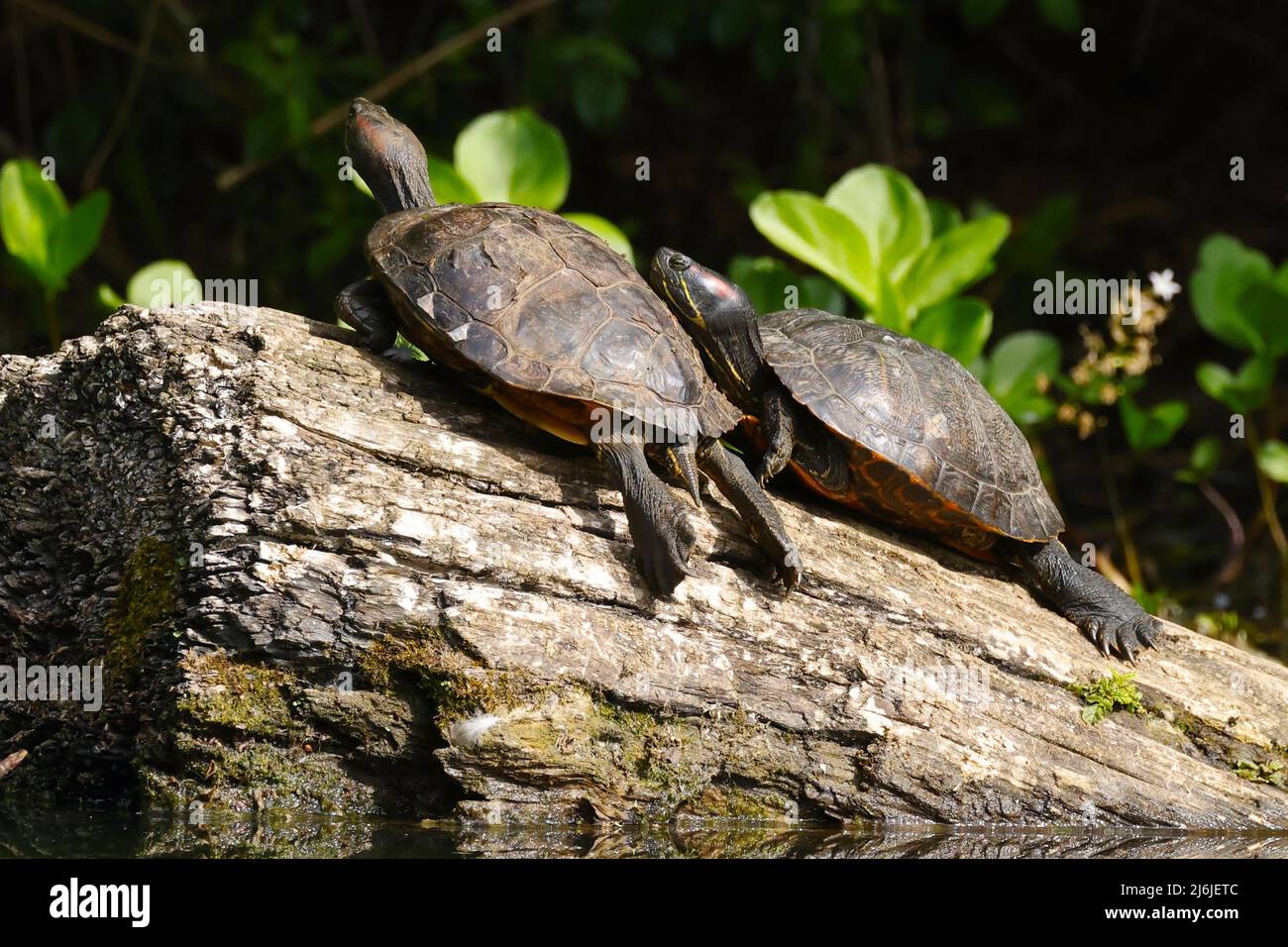 Two Red-eared Slider Terrapins basking on a log in a London Pond. Stock Photo