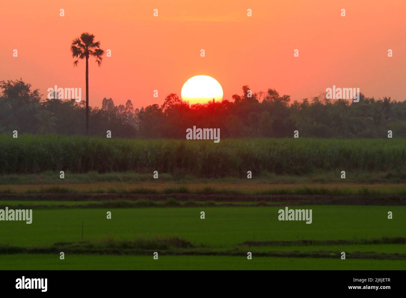 rural scene, beautiful sunset over the paddy field Stock Photo