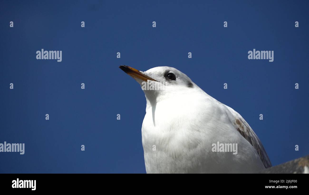 Close up portrait of screaming seagull, white bird with orange beak against blue clear sky, wildlife scene. European herring gull, Larus argentatus Stock Photo