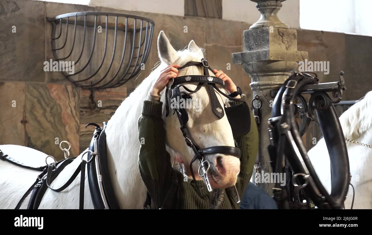 February 20, 2019.Royal Stable in Denmark Copenhagen in territory Christiansborg Slot. Man young woman rider jockey preparing for a bridle, bridle Stock Photo