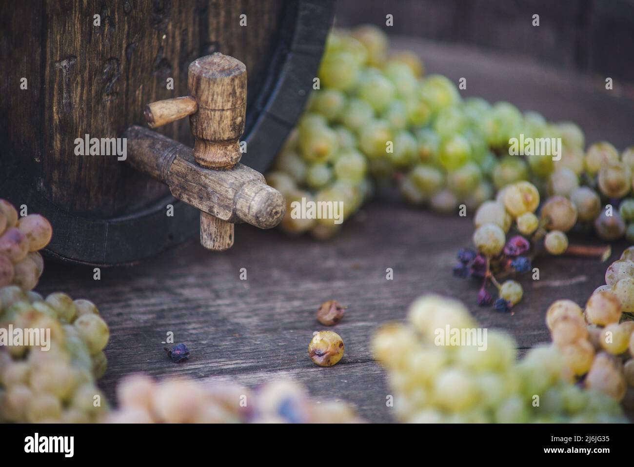 Wine barrel with Riesling grapes on barrel in the harvest season, Hungary Stock Photo