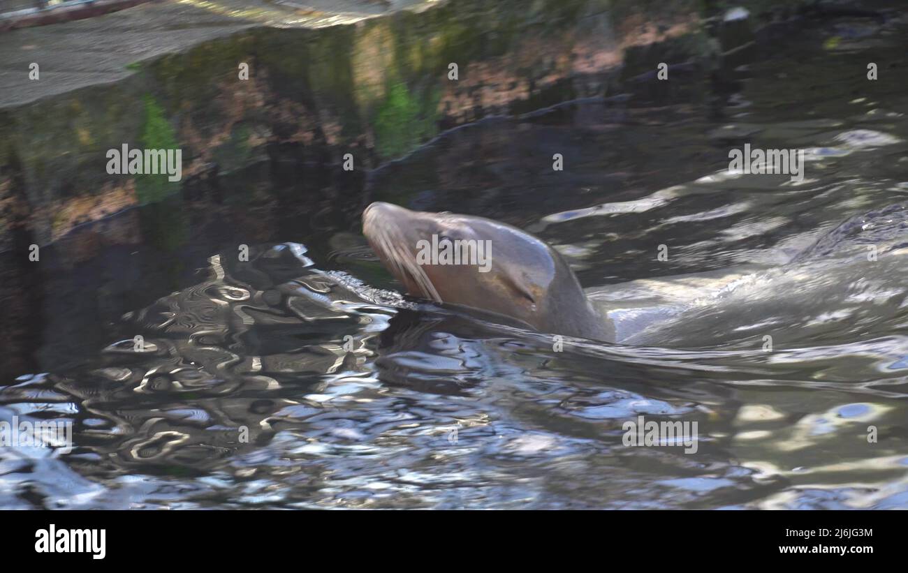 Young seal swims in a lake. Seal swims in nature. Close-Up Of sea calf. Sea Lion Swims And Looks Out Of The Water Stock Photo