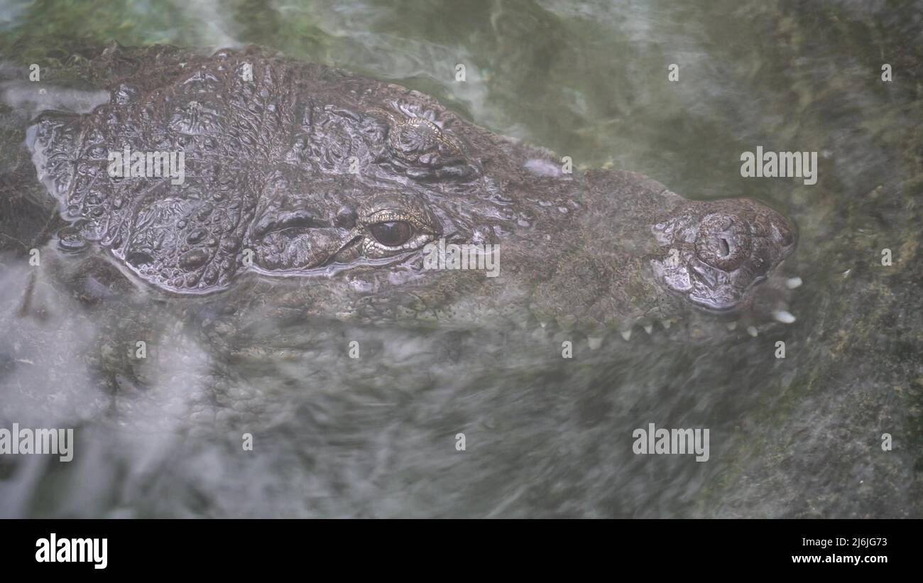 Head of a crocodile in clear water, close-up view. Portrait Of A Crocodile. Menacing predatory big crocodile lying in calm water close up Stock Photo