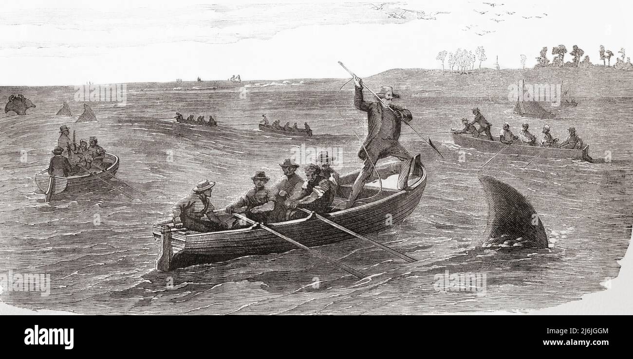 Shark hunting in the 19th century.  From L'Univers Illustre, published Paris, 1859 Stock Photo
