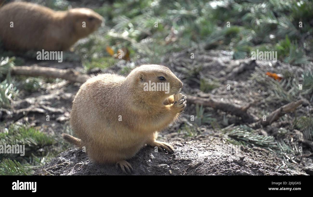 Closeup of an alpine marmot eating. Adult Brown Alpine Marmot Close Up. Marmota Marmota. alpine marmot and eats with the paws. Many squirrel rodents Stock Photo