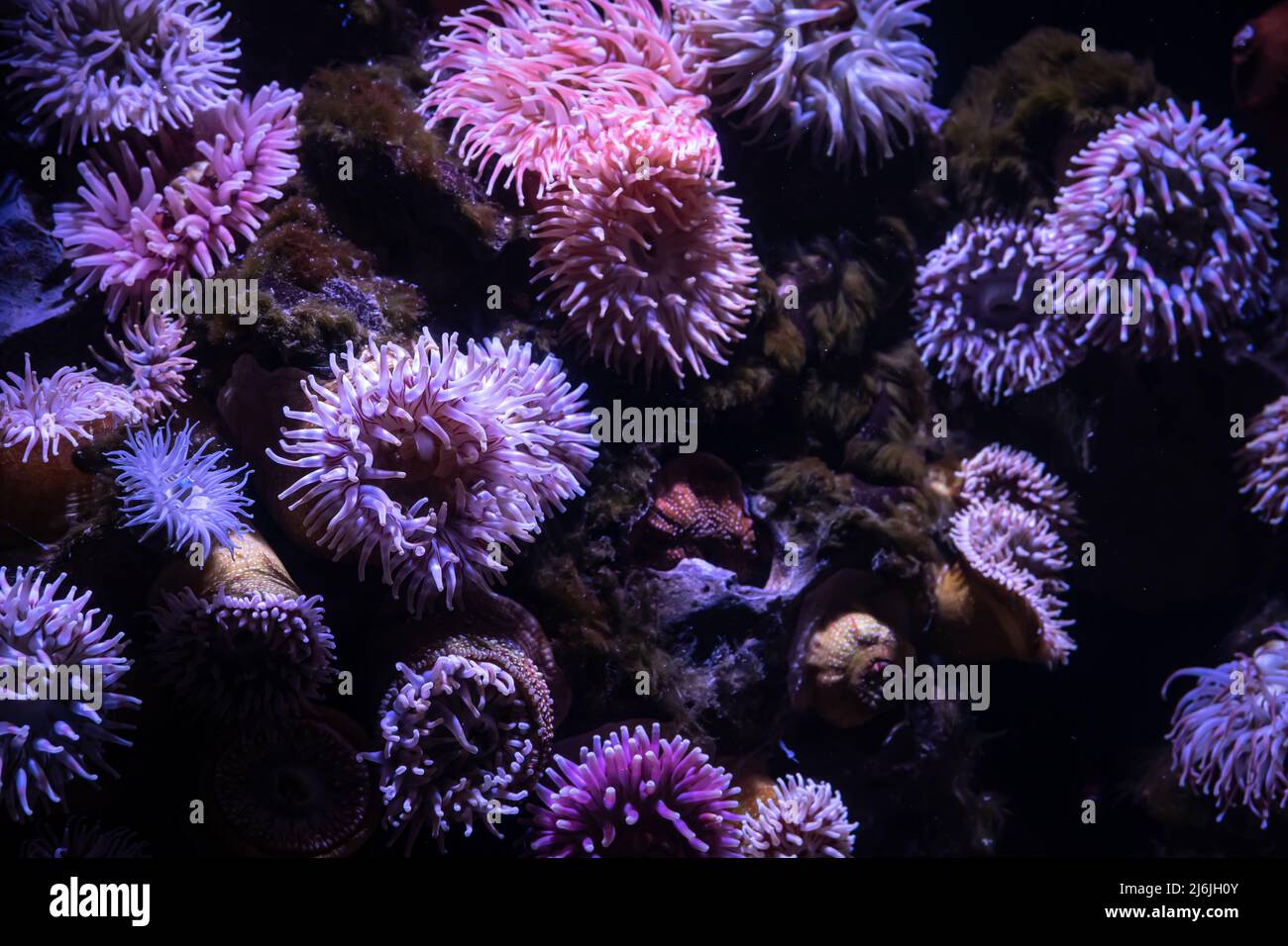 Closeup image of soft coral colony tentacles Stock Photo Alamy