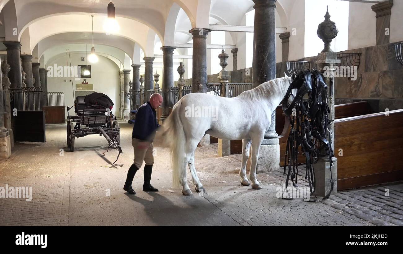 February 20, 2019.Royal Stable in Denmark Copenhagen in territory Christiansborg Slot. Man young woman rider jockey preparing for a bridle, bridle Stock Photo