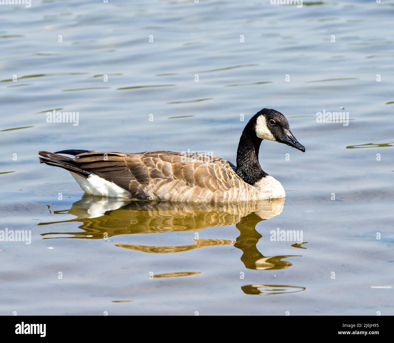 Canada Geese bird swimming in its environment and surrounding habitat, with blur water background in the summer season. Goose Image. Photo, Picture. Stock Photo