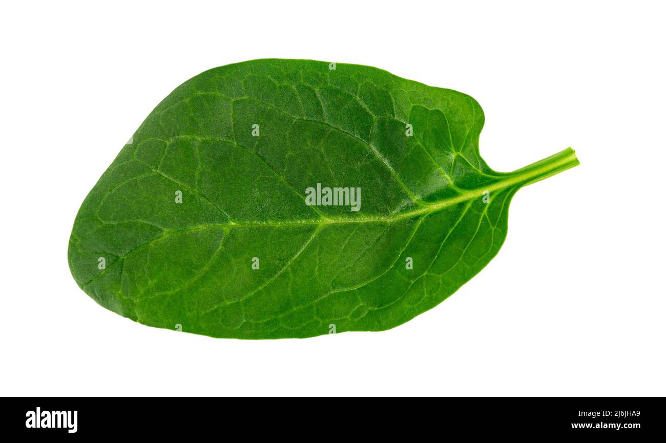 fresh green spinach leaf, basil on white background Stock Photo Alamy