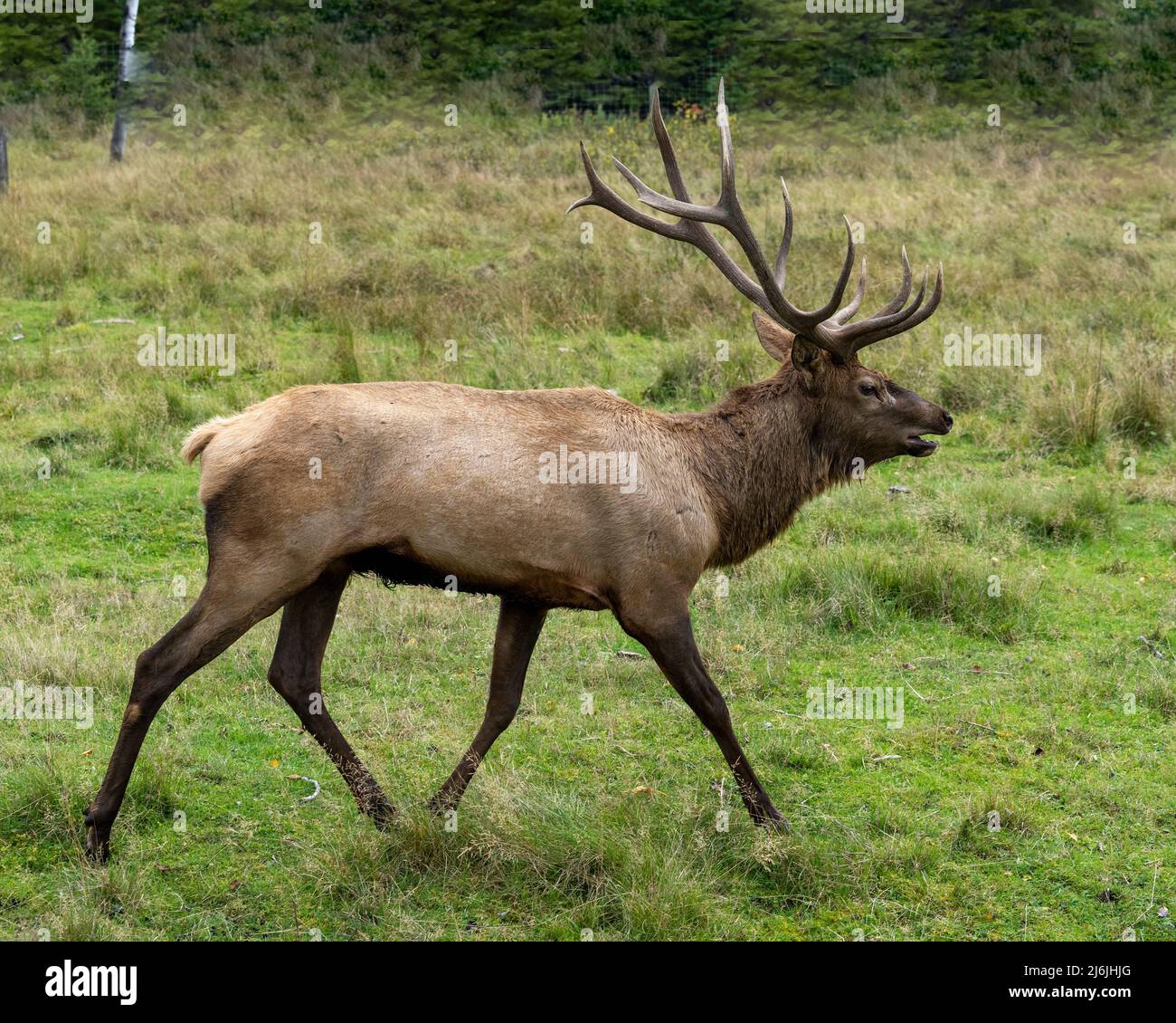 Elk male animal in the forest in the mating hunting season and making a