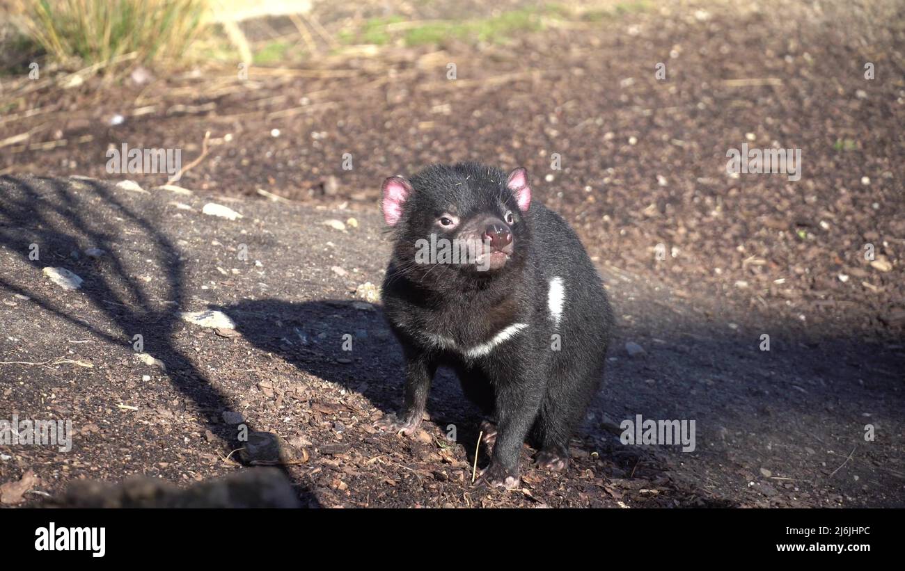 Tasmanian devil also known as marsupial devil and marsupial devil, lat Sarcophilus harrisii. A predatory marsupial mammal, the only species of the Stock Photo