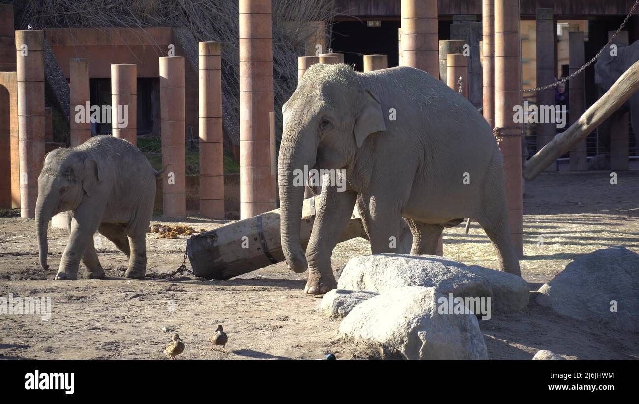 African Elephant Baby And Mom. Animal world. Elephant family mom and baby walk on their territory in sunny weather Stock Photo