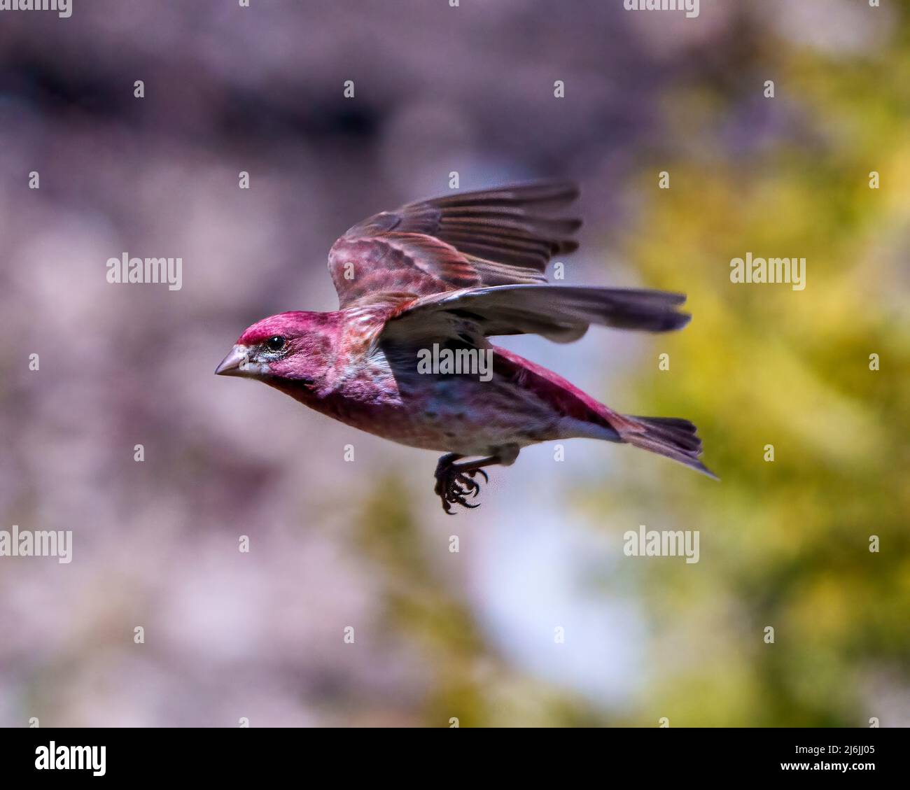 Finch male flying with its beautiful red colour spread wings with a blur background in its environment and habitat surrounding. Bird flight. Purple Stock Photo
