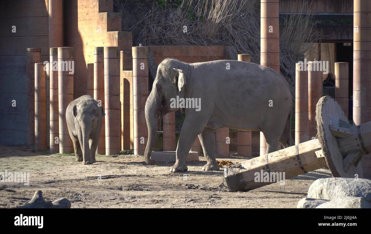 African Elephant Baby And Mom. Animal world. Elephant family mom and baby walk on their territory in sunny weather Stock Photo