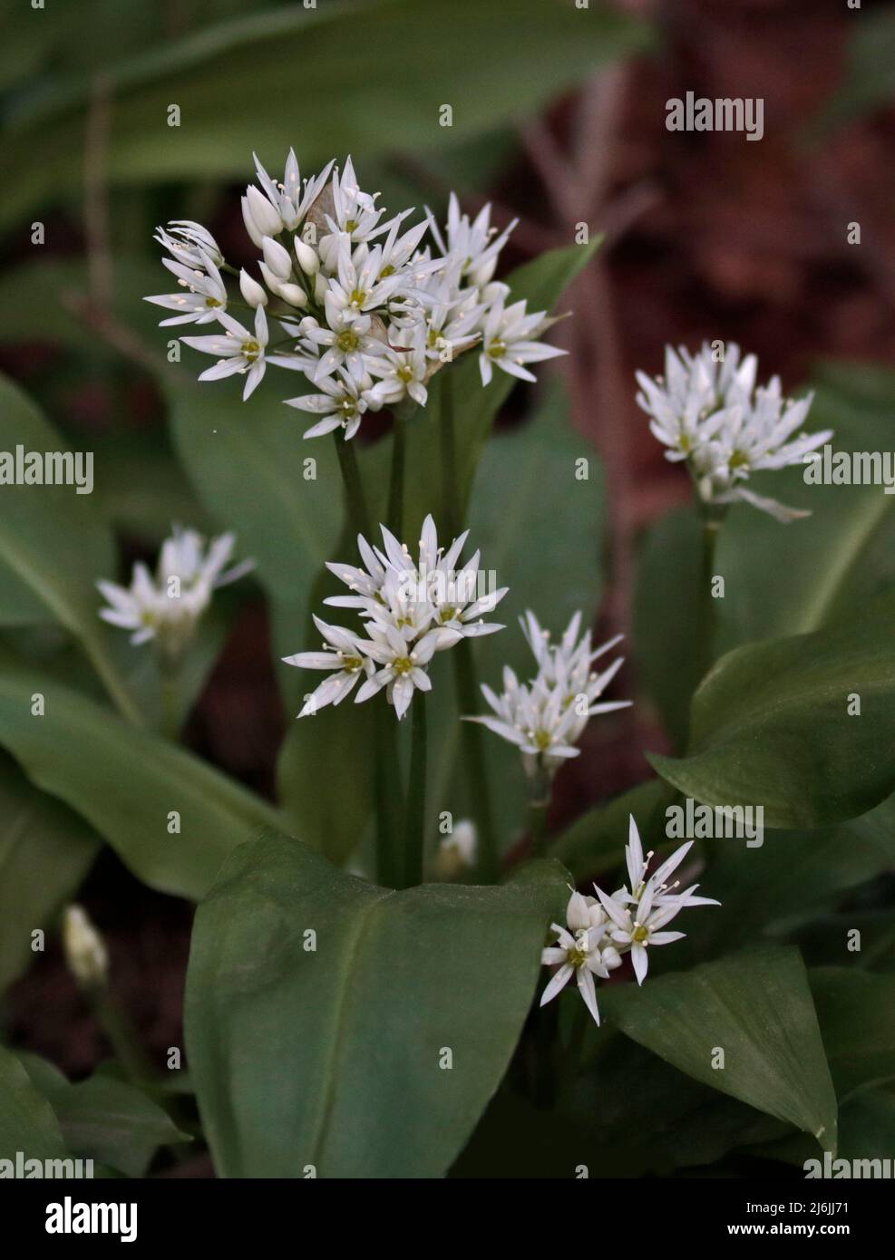 Wild Garlic allium Ursinum Stock Photo Alamy