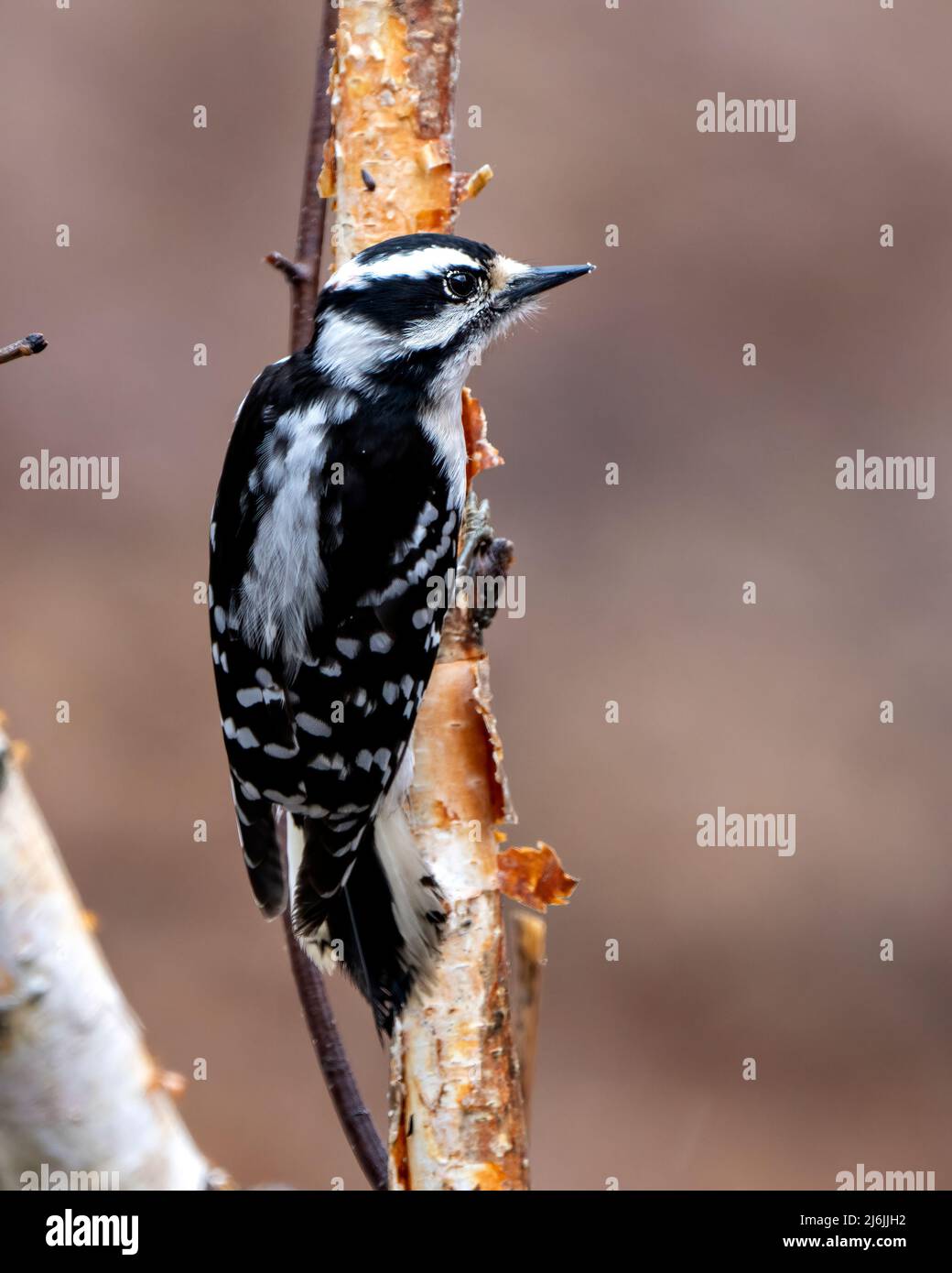 Woodpecker female close-up profile view perched on a tree branch with blur background in its environment and habitat. Image. Picture. Portrait. Stock Photo