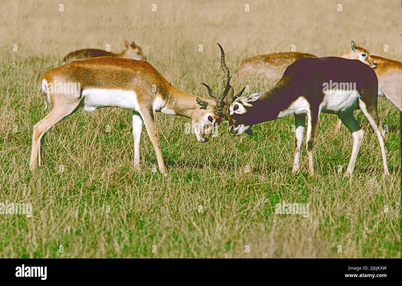 A Male and Juvenile Blackbuck sparring .  (Antilope cervicapra.)  From India, Nepal. Stock Photo