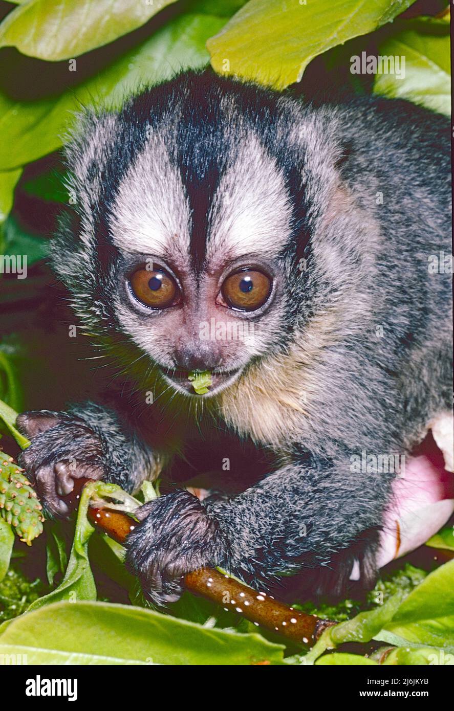 Young Northern Night or Owl Monkey,  (Aotus lemurinus,) from Central and South America.  Listed as Vulnerable. Stock Photo
