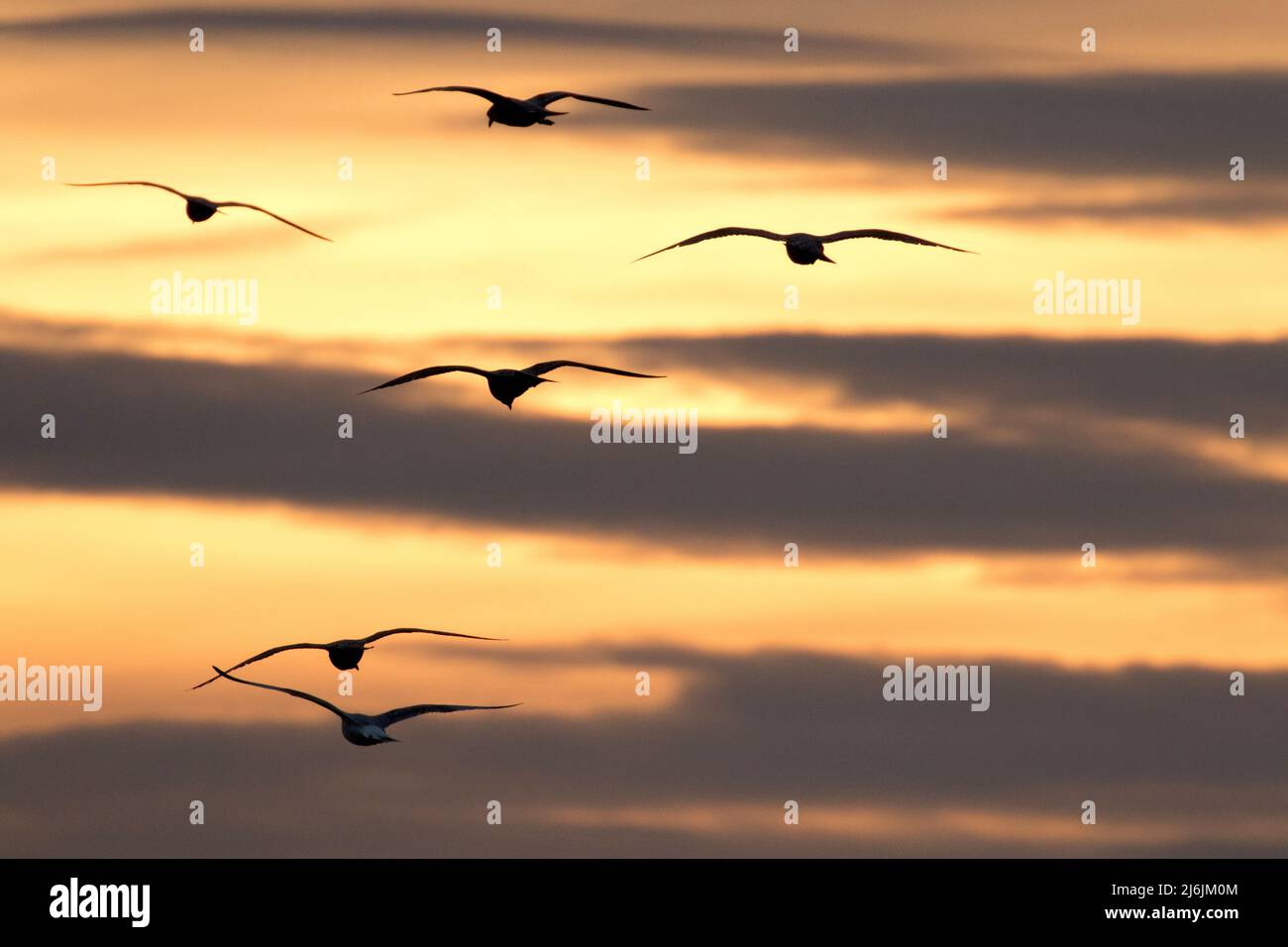 A flock of seagulls in Silhouette float in strong coastal winds over the early evening sunset sky of East Mersea, Mersea Island, Essex United Kingdom Stock Photo