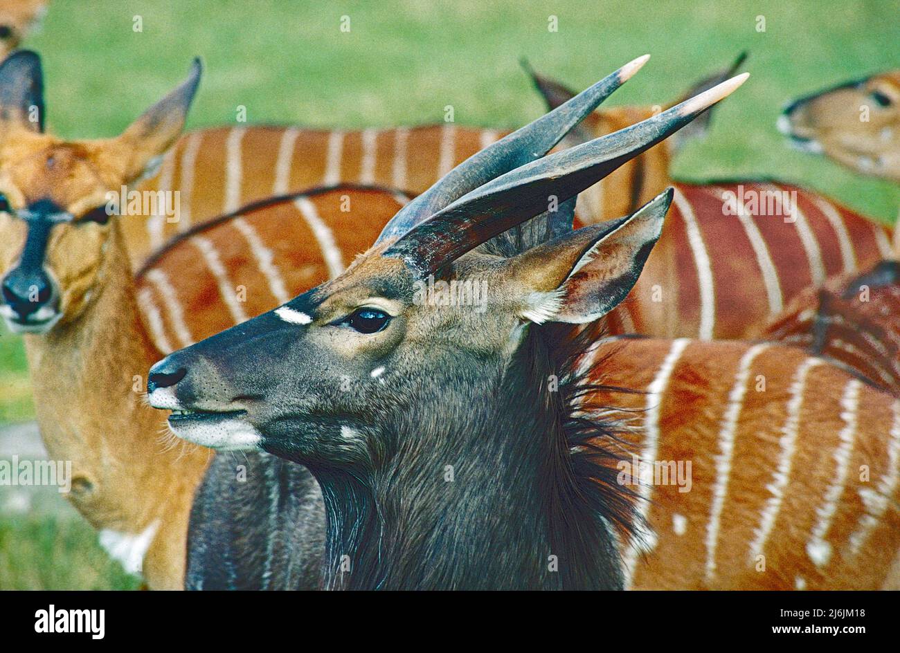 A Male Nyala,   (Tragelaphas angasii,) with females. From South Eastern Africa. Stock Photo