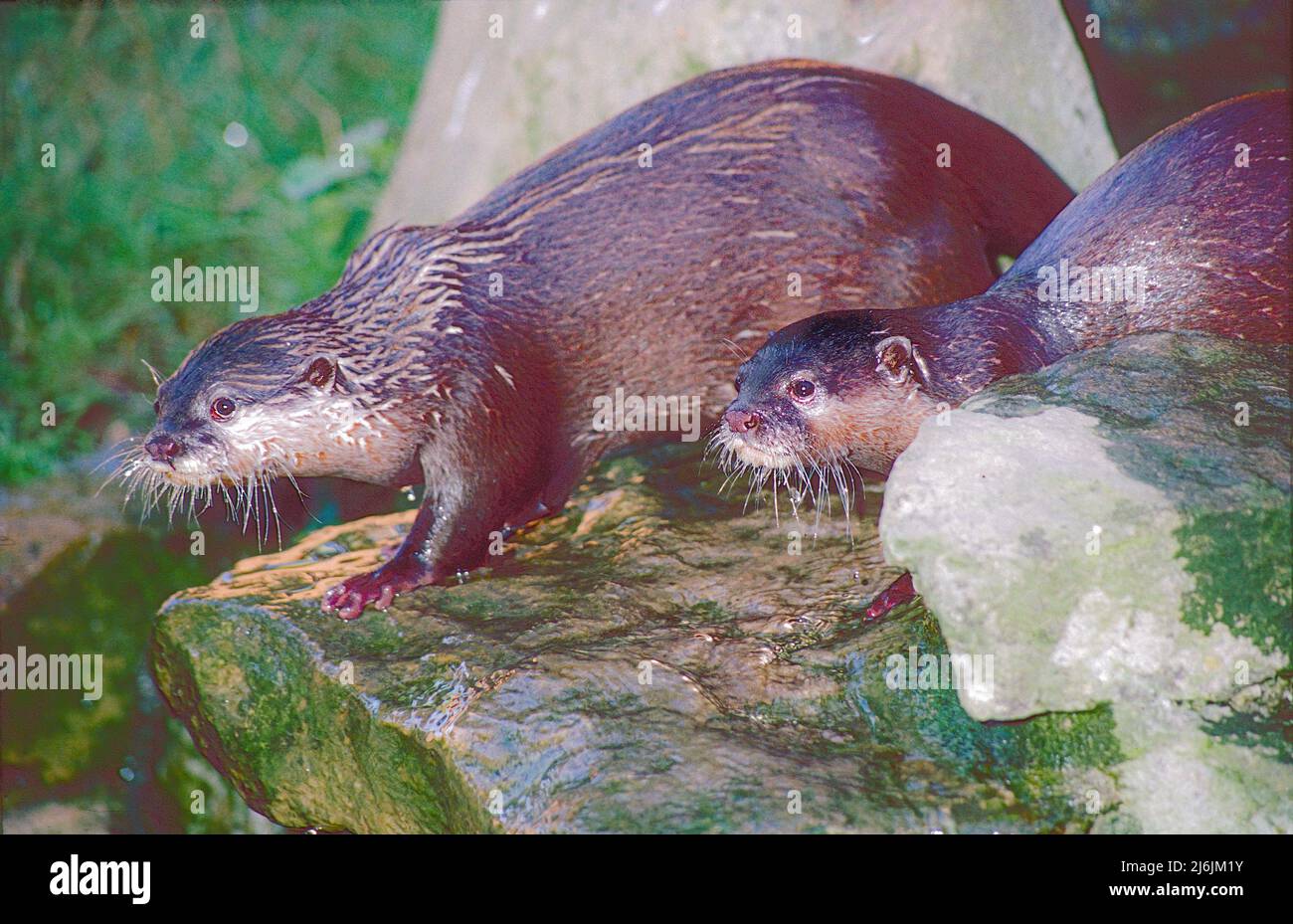 Asian Small-clawed Otters,  (Aonyx cinereus,)  from South and Southeast Asia. Stock Photo