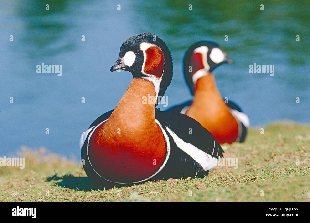 Red-breasted Geese,   (Branta ruficollis.)  Eurasian.  Listed as Vulnerable. Stock Photo