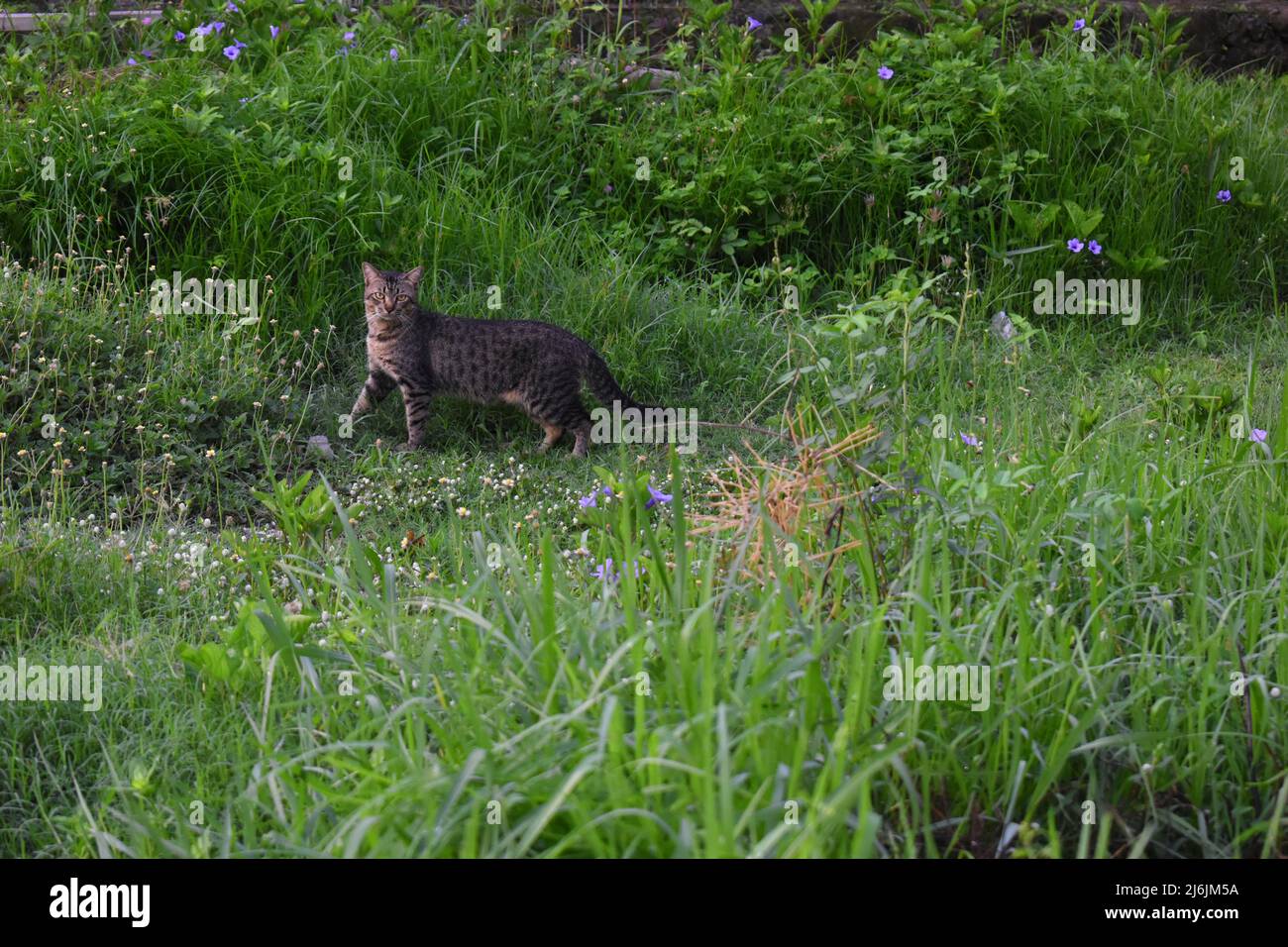 A cat walking on the grass land Stock Photo
